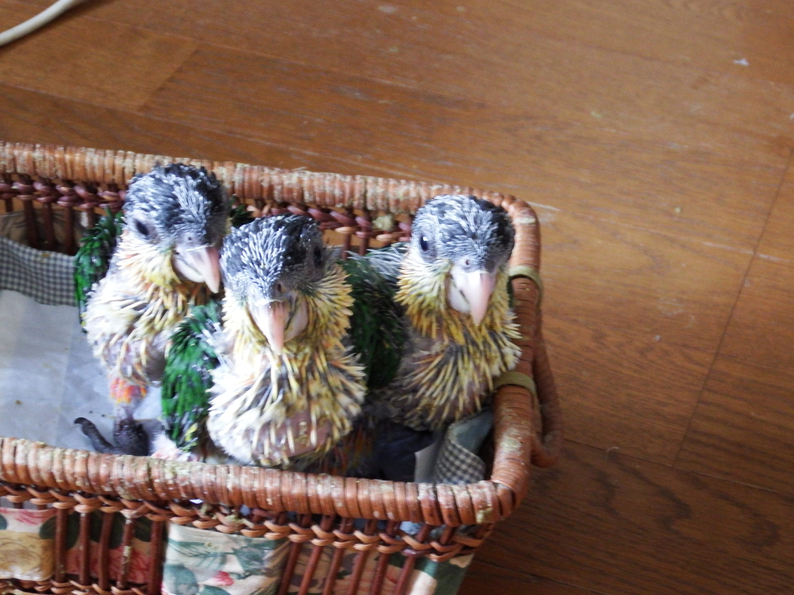 ズグロシロハラインコ