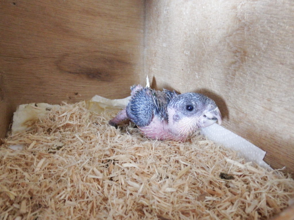 2025/12/24ズグロシロハラインコ雛