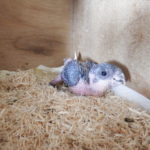 2025/12/24ズグロシロハラインコ雛