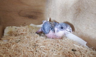 2025/12/24ズグロシロハラインコ雛