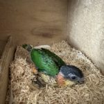 2025/12/24ズグロシロハラインコ雛