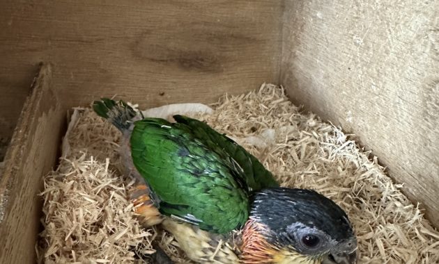 2025/12/24ズグロシロハラインコ雛