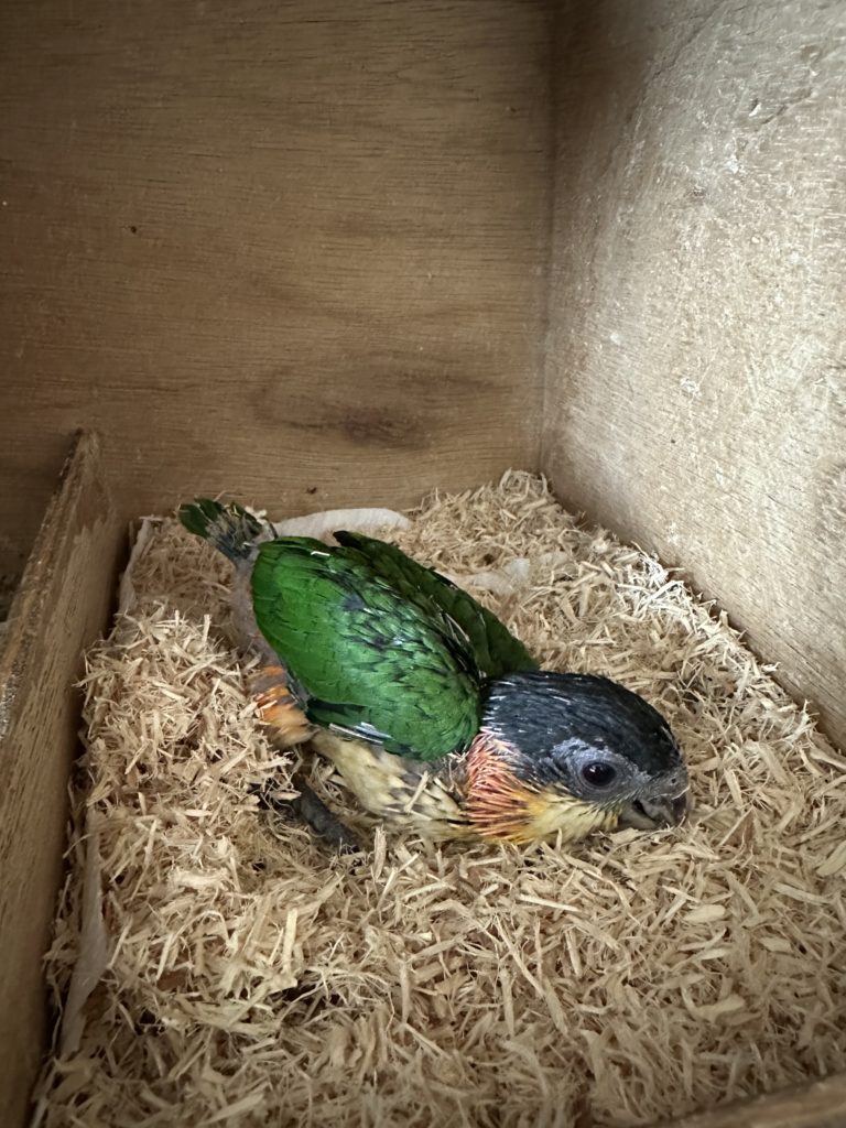 2025/12/24ズグロシロハラインコ雛