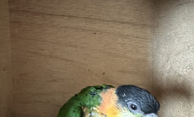 2025/12/24ズグロシロハラインコ雛