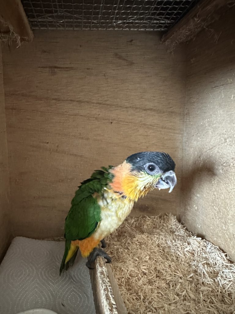 2025/12/24ズグロシロハラインコ雛