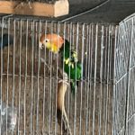 シロハラインコパイド