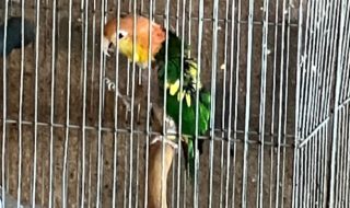 シロハラインコパイド