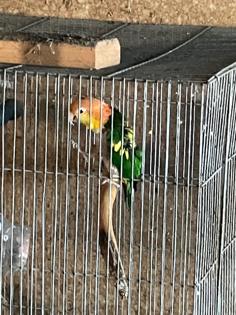 シロハラインコパイド